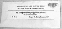 Hypomyces polyporinus image